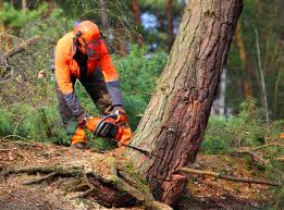 Best Storm Damage Tree Cleanup  in Stephens City, VA