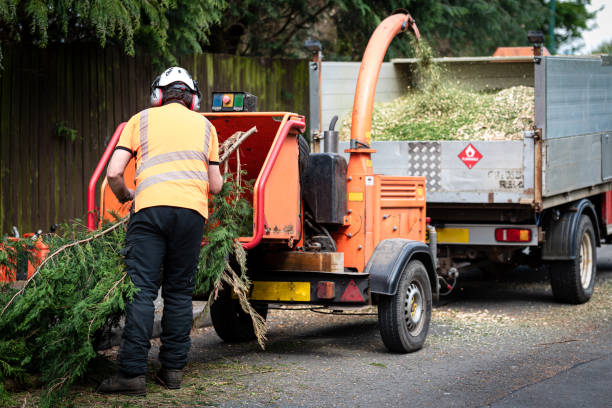 Best Tree Risk Assessment  in Stephens City, VA