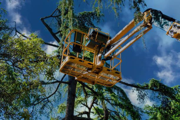 Best Utility Line Clearance  in Stephens City, VA