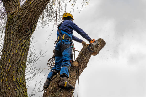Best Tree Removal  in Stephens City, VA