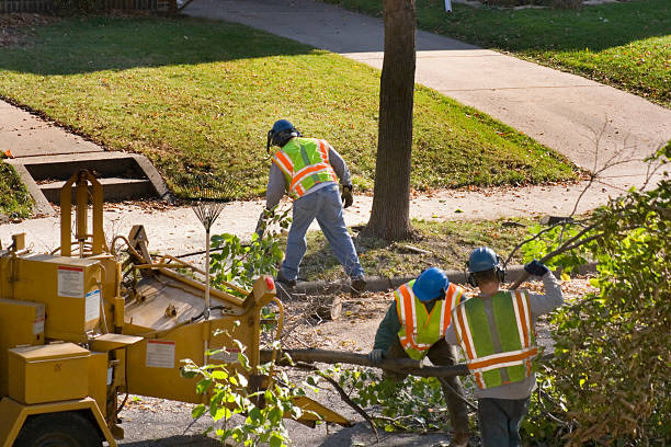 Best Commercial Tree Services  in Stephens City, VA