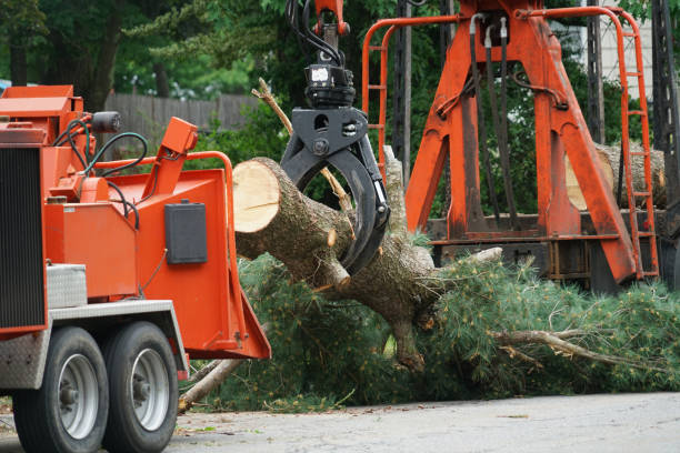 Best Organic Lawn Care Solutions  in Stephens City, VA
