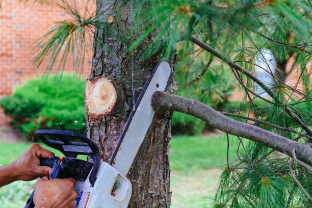 Best Tree Cabling and Bracing  in Stephens City, VA